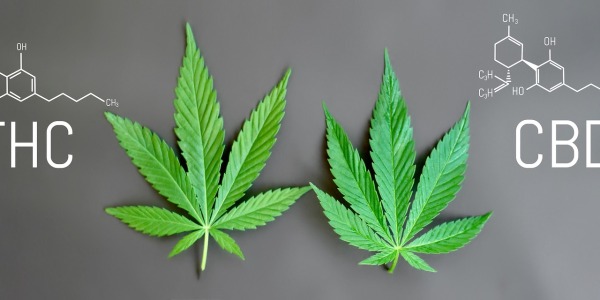 El CANNABIDIOL (CBD)